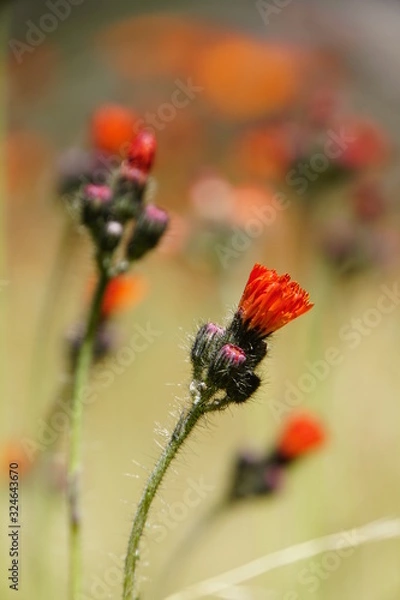 Fototapeta Orangerotes Habichtskraut