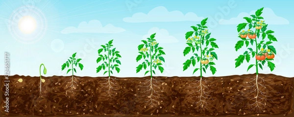 Obraz tomato plant growth stages from seed to flowering and ripening. illustration of tomato feld and life cycle of healthy tomatoes plants with underground roots system in nature. organic gardening