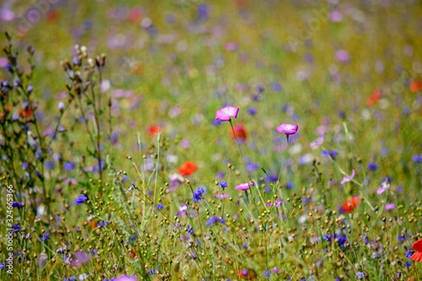 Fototapeta Blumenwiese