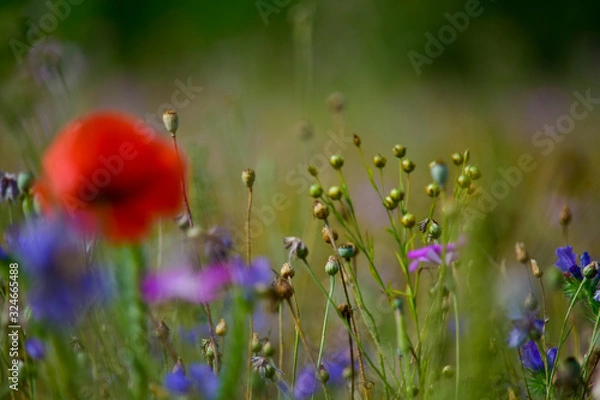 Fototapeta Blumenwiese