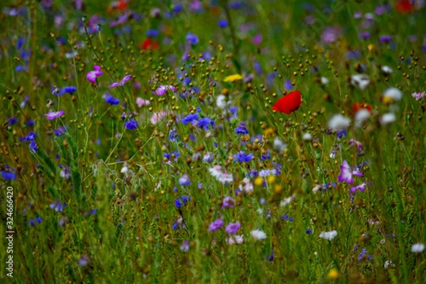 Fototapeta Blumenwiese