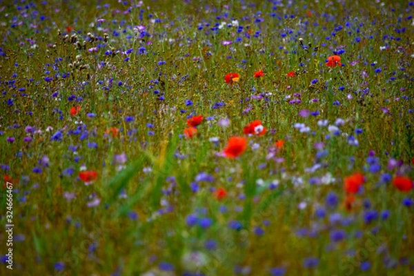 Fototapeta Blumenwiese