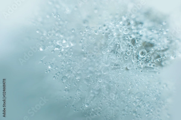 Fototapeta Beautiful dew drops on a dandelion seed macro. Beautiful soft blue background. Water drops on a parachutes dandelion. Copy space. soft focus on water droplets. circular shape, abstract background.
