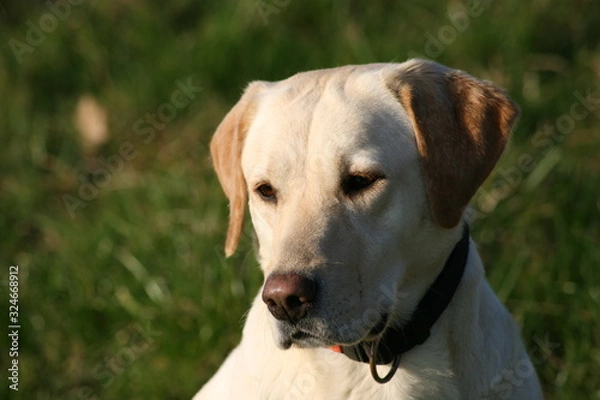 Fototapeta Portrait Labrador 