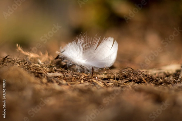 Fototapeta Feather on ground