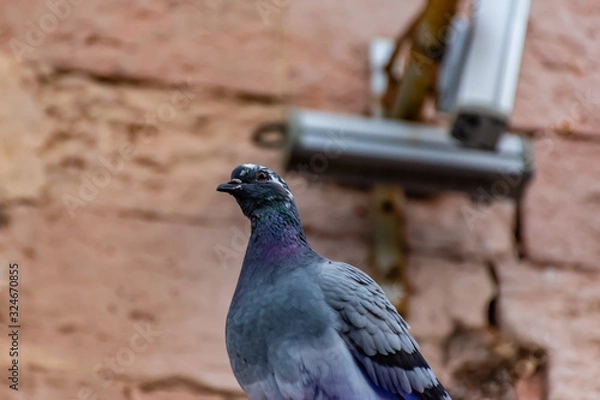 Fototapeta An urban pigeon perching on a roof looking funny and curiously at camera with its head cocked