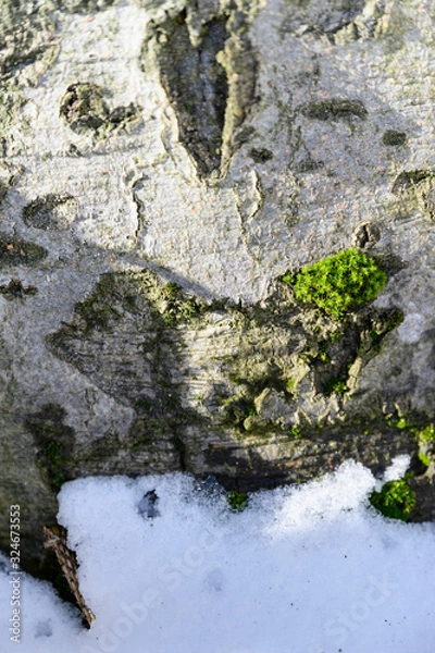 Fototapeta Green moss on tree bark over snow.