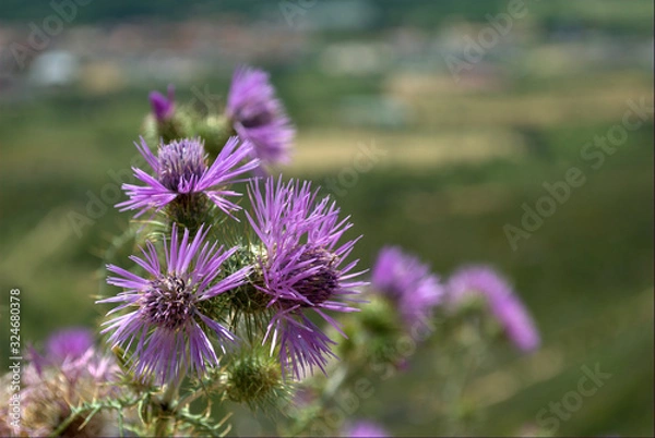 Fototapeta thistle