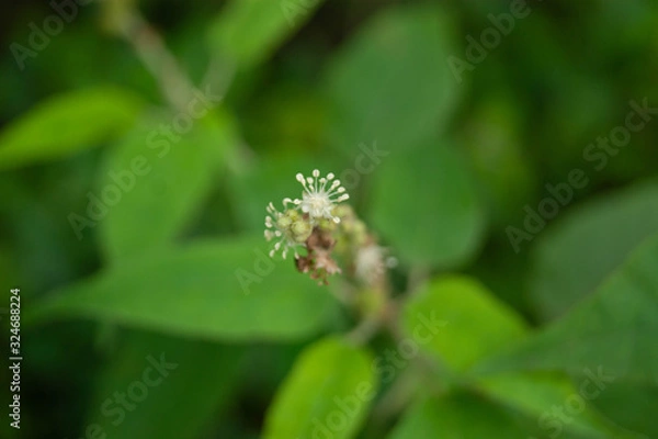 Fototapeta white flower