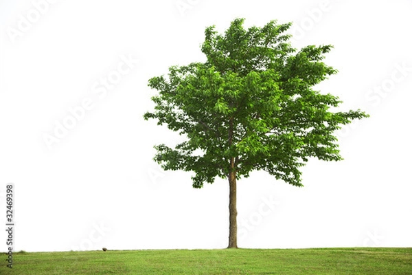 Obraz A cherry tree on the hill