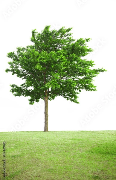 Obraz A cherry tree on the hill