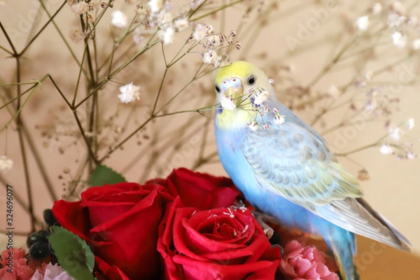 Obraz セキセイインコ パステルレインボーと花束