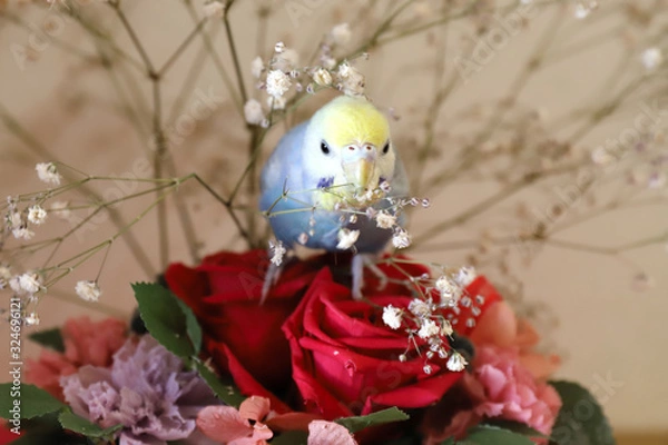 Obraz セキセイインコ パステルレインボーと花束