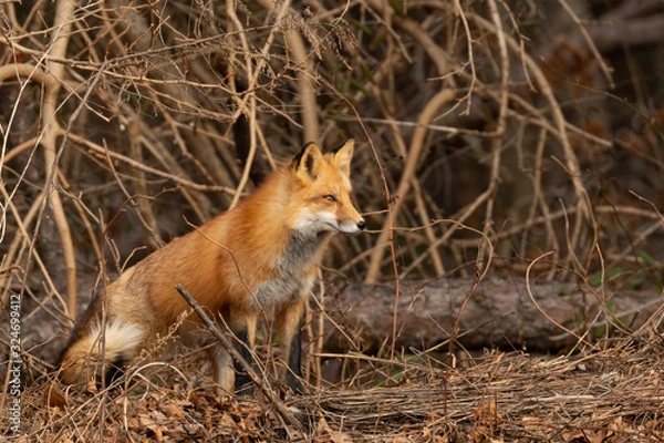 Obraz Red Fox at Attention