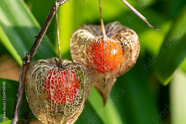 Fototapeta 野生の鬼灯