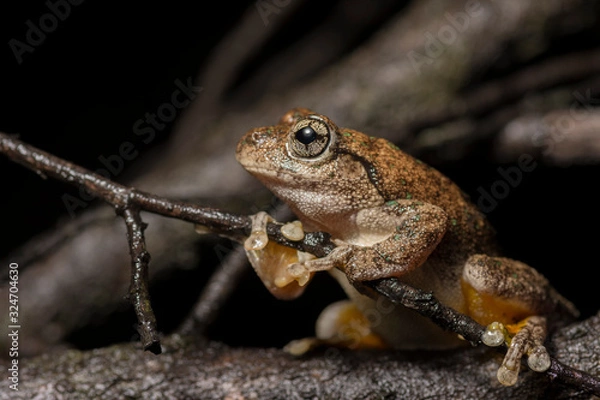 Fototapeta Peron's Tree Frog (Litoria peronii) on the lookout