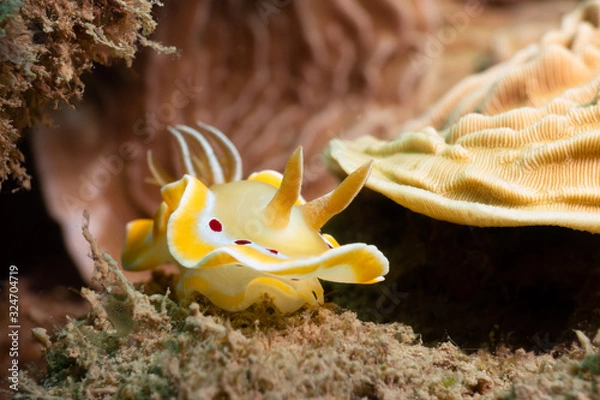Obraz Ardeadoris cruenta on the Great Barrier Reef