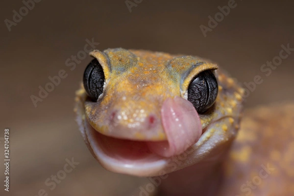 Obraz Australian Barking Gecko licking