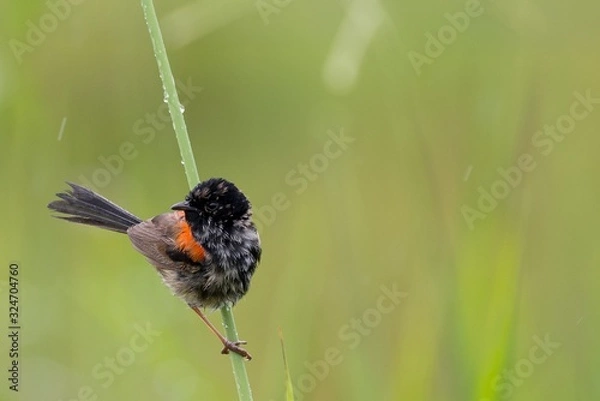 Obraz Red-backed Fairy Wren in the rain