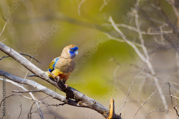 Obraz Bluebonnet in the Flinders Ranges