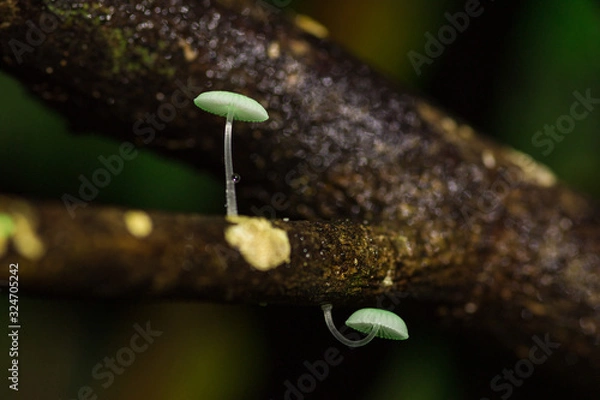 Obraz Mycena chlorophos bioluminescent mushroom
