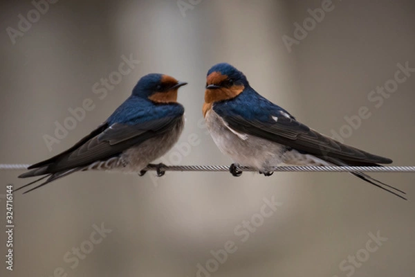 Obraz Welcome Swallow pair
