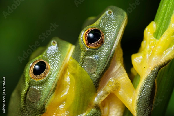 Obraz Graceful Tree Frog (Litoria gracilenta) in amplexus
