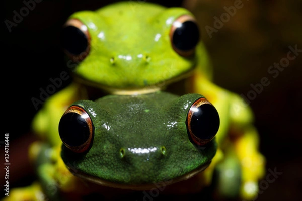 Obraz Orange-thighed Frog (Litoria xanthomera) in amplexus
