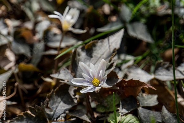 Obraz The small white flower which blooms in the field