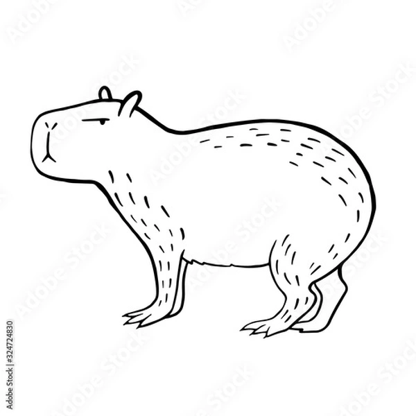 Obraz Capybara. Vector linear illustration of a capybara. Doodle style animal drawing