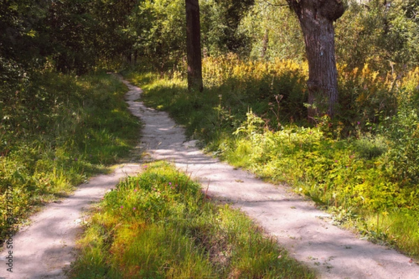 Obraz Two hiking paths in the forest converge into a single