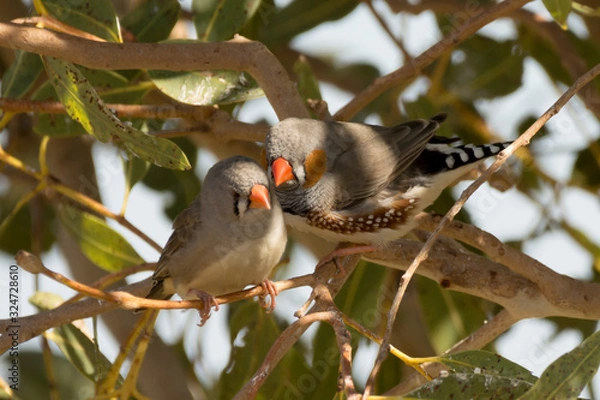 Obraz Zebra Finches snuggle