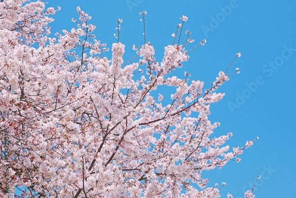 Fototapeta 桜と空の風景