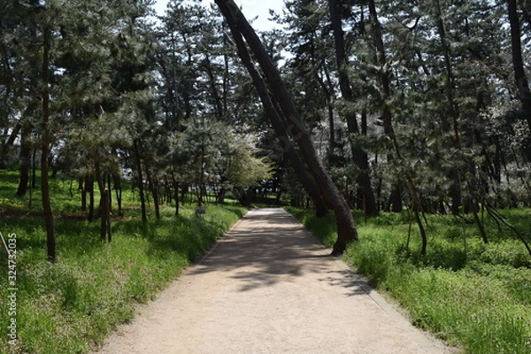Fototapeta 林道 新緑 遊歩道