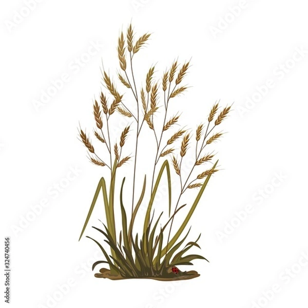 Obraz Illustration of a bunch of grass, ears, cereal grass on a white background
