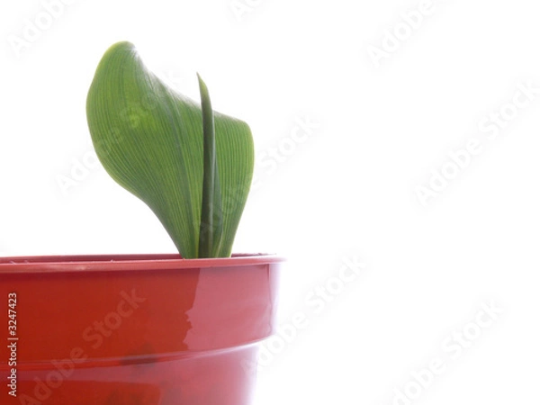 Fototapeta young lilly of the valley