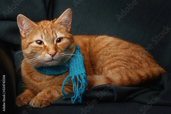 Obraz Cat with scarf