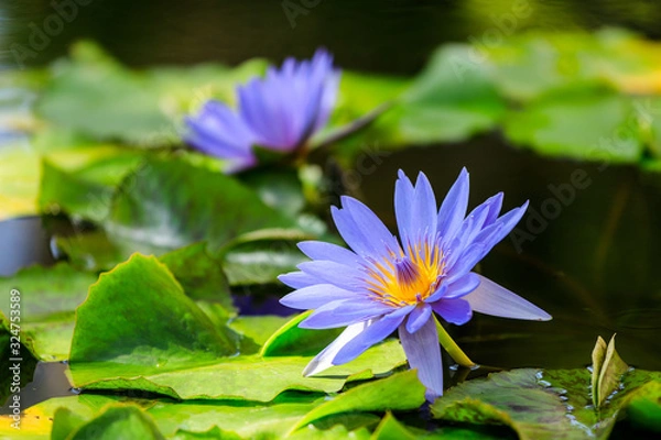 Obraz 水蓮（スイレン）：Nymphaea