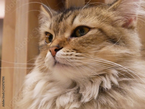 Fototapeta portrait of a cat