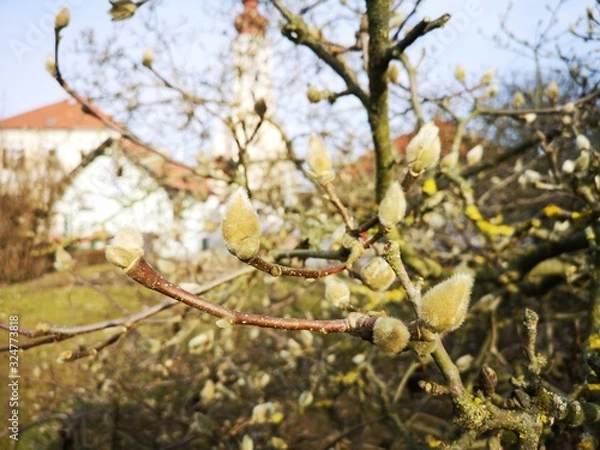 Obraz Palmkätzchen im Frühling