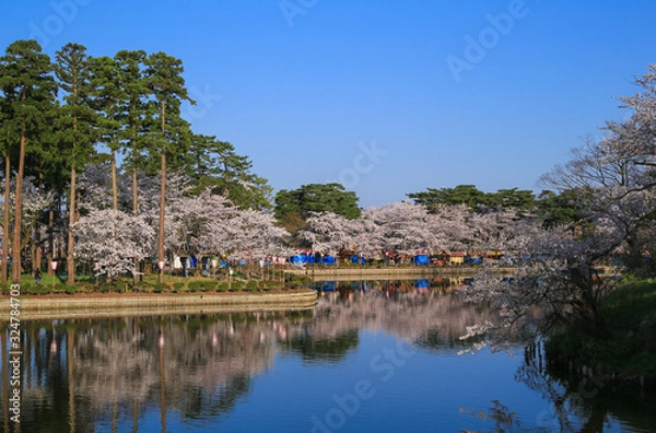 Fototapeta 染井吉野