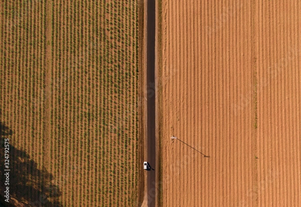 Fototapeta Abstract fields top down view. DRONE view from above of rows of sugar cane planted on farm, trees, green forest, road, valley. Green and orange. Shot in Walsh's pyramid, Carins, Australia.