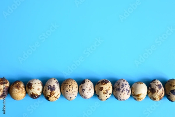 Fototapeta row of quail eggs on a blue background. space for text