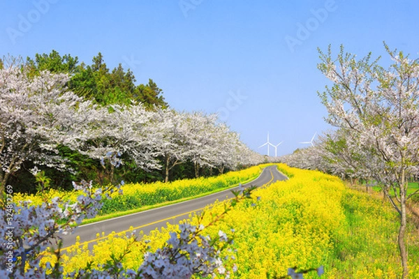 Obraz 벚꽃과유채꽃이 아름다운 제주 녹산로의 봄 풍경이다.