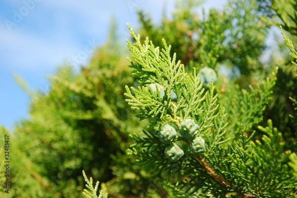 Obraz Thuja occidentalis - Lebensbaum
