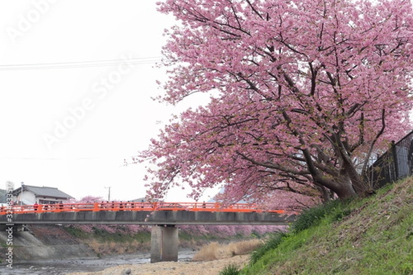 Fototapeta 河津桜の風景