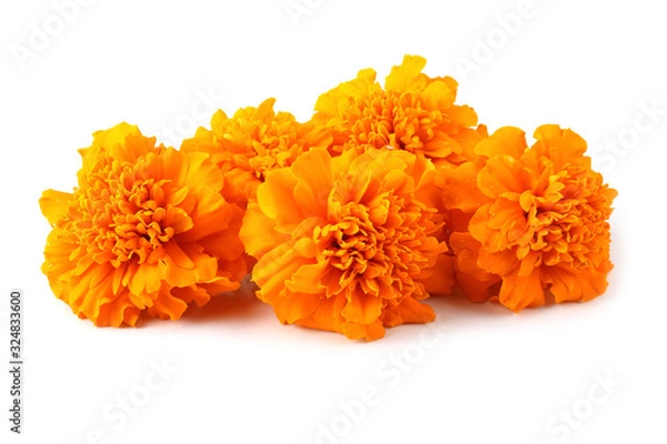 Obraz Marigolds isolated on white