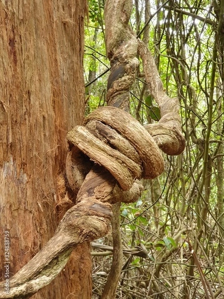 Fototapeta Knot from tree vines