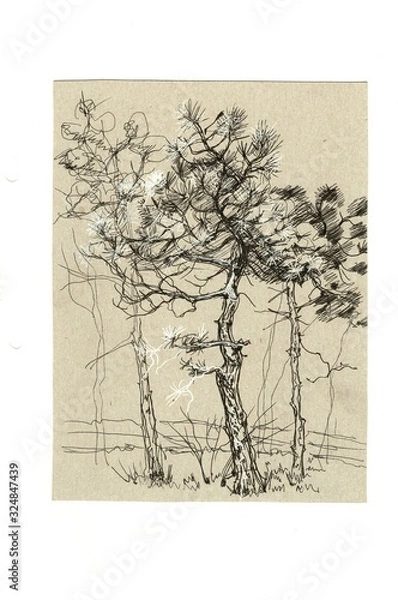 Fototapeta Hand-drawn graphic illustration. Trees in a park in a forest. Print, textile. Vintage, sketch, doodle, retro. Nature, pine, spruce. Set separately on a white background.