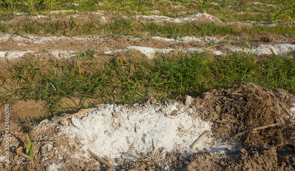 Fototapeta quicklime